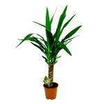 Комнатное растение Юкка в Санкт-Петербурге - Фотография 1 Комнатное растение Юкка в Санкт-Петербурге - Фотография 1