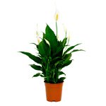 Вечная зелень тропиков. Неприхотлив, любит полутень. - Фотография 3 Вечная зелень тропиков. Неприхотлив, любит полутень. - Фотография 3