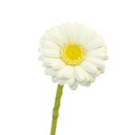 Закажите белые герберы с доставкой по СПб. - Фотография 1