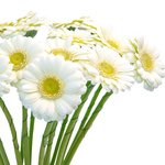 Закажите белые герберы с доставкой по СПб. - Фотография 2