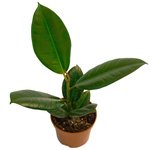 Очень неприхотливый экземпляр. Недаром прозван Резиновым деревом. - Фотография 1