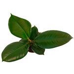 Очень неприхотливый экземпляр. Недаром прозван Резиновым деревом. - Фотография 2