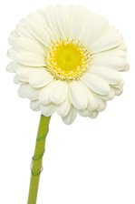 Закажите белые герберы с доставкой по СПб. - Фотография 4