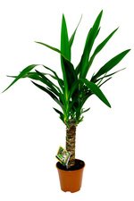 Комнатное растение Юкка в Санкт-Петербурге - Фотография 2 Комнатное растение Юкка в Санкт-Петербурге - Фотография 2