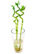 Бамбук Лаки или Драцена Сандера. Приносит успех. - Фотография 3