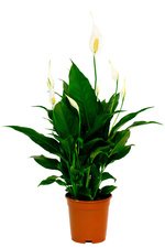 Вечная зелень тропиков. Неприхотлив, любит полутень. - Фотография 1 Вечная зелень тропиков. Неприхотлив, любит полутень. - Фотография 1