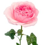 Букет пионовидная роза Дэвида Остина Миранда в Санкт-Петербурге - Фотография 2