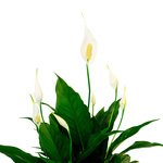 Вечная зелень тропиков. Неприхотлив, любит полутень. - Фотография 2 Вечная зелень тропиков. Неприхотлив, любит полутень. - Фотография 2