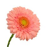 Розовые герберы так милы и красивы. - Фотография 6