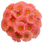 Розовые герберы так милы и красивы. - Фотография 2