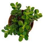 Денежное дерево, считается, что приносит в дом деньги. Только ухаживайте за ним и не запускайте. - Фотография 2