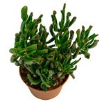 Денежное дерево с трубчатыми листьями. - Фотография 1