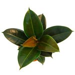 Неприхотливое комнатное растение будет радовать ярко-зеленой листвой круглый год. - Фотография 2