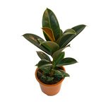 Неприхотливое комнатное растение будет радовать ярко-зеленой листвой круглый год. - Фотография 3