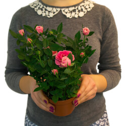 Букет «Роза Кордана Микс» Букет «Роза Кордана Микс»