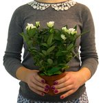 Комнатное растение в горшке. - Фотография 2