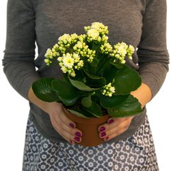 Букет «Каланхоэ Микс» Букет «Каланхоэ Микс»