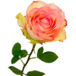 Букет из роз Эсперанса в Санкт-Петербурге - Фотография 4