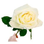 Букет из кенийских пионовидных роз в Санкт-Петербурге - Фотография 3