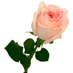 Букет из кенийских пионовидных роз в Санкт-Петербурге - Фотография 4