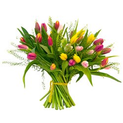 Tulipa. Разноцветный букет с тюльпанами. Tulipa. Разноцветный букет с тюльпанами.