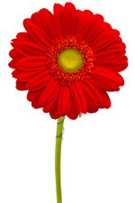 Букет унисекс - подойдет как для милых дам, так и для мужчин. - Фотография 2