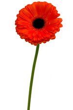 Букет унисекс - подойдет как для милых дам, так и для мужчин. - Фотография 4