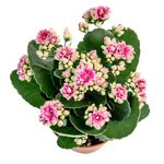  - Фотография 4