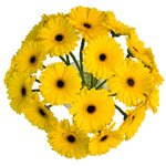 Весь солнечный свет в одном букете. Доставка по СПб. - Фотография 3