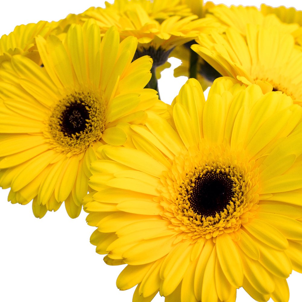 Жёлтые герберы-мини