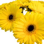 Весь солнечный свет в одном букете. Доставка по СПб. - Фотография 4