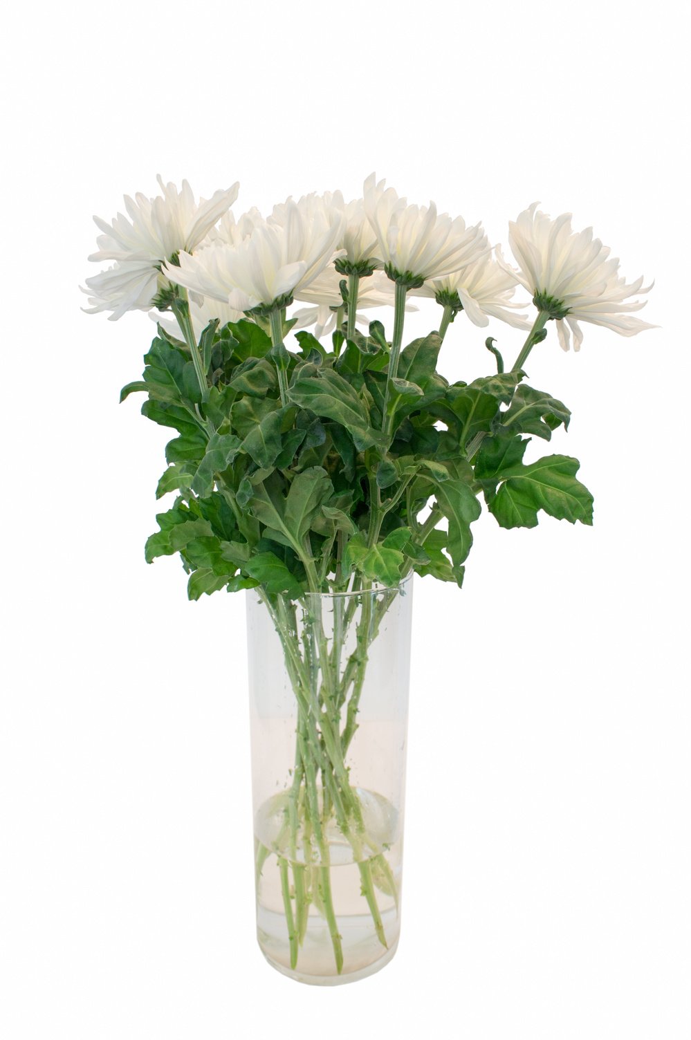 Белые хризантемы