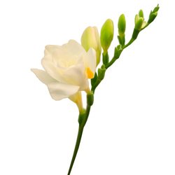 Букет «Белая фрезия» Букет «Белая фрезия»