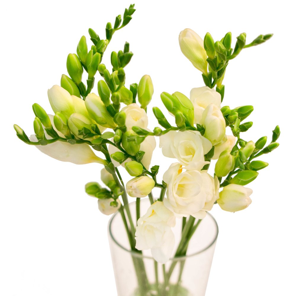 Фрезии белые цена купить ритуальные искусственные цветы в тюмени