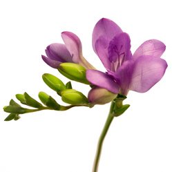 Букет «Фиолетовая фрезия»