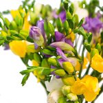 Букет из разноцветных фрезий в Санкт-Петербурге - Фотография 4