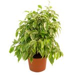 Фикус, но так на него не похож. Будет радовать глаз круглогодичной зеленью листвы. - Фотография 1