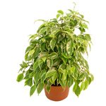 Фикус, но так на него не похож. Будет радовать глаз круглогодичной зеленью листвы. - Фотография 2