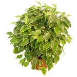 Фикус, но так на него не похож. Будет радовать глаз круглогодичной зеленью листвы. - Фотография 3