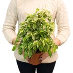 Фикус, но так на него не похож. Будет радовать глаз круглогодичной зеленью листвы. - Фотография 4