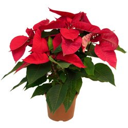 Букет «Пуансеттия красная» Букет «Пуансеттия красная»