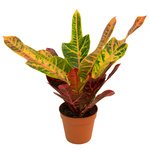 Оригинальные листья украсят любой интерьер. - Фотография 1