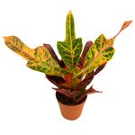 Оригинальные листья украсят любой интерьер. - Фотография 2