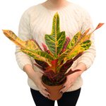 Оригинальные листья украсят любой интерьер. - Фотография 3