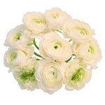 Букет из белых ранункулюсов в Санкт-Петербурге - Фотография 1