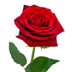 Букет «Розы красные 60 см. Россия»