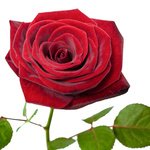  - Фотография 1