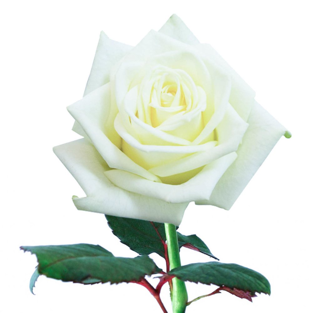 Розы белые 50 см. Россия