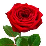 Заказ с доставкой красных роз высотой 50см - Фотография 2 Заказ с доставкой красных роз высотой 50см - Фотография 2