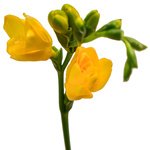 Букет жёлтая фрезия в Санкт-Петербурге - Фотография 1